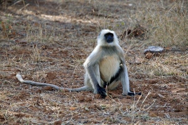 A Ranthambore monkey